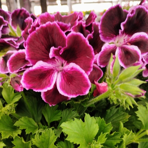 Pelargonium Collection Bella Donna Mauve et Blanc