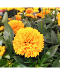 Coreopsis Solanna Golden Sphere