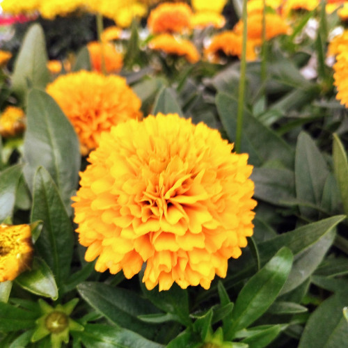 Coreopsis Solanna Golden Sphere