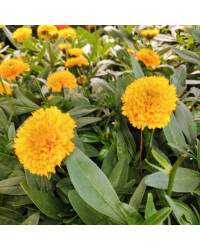 Coreopsis Solanna Golden Sphere