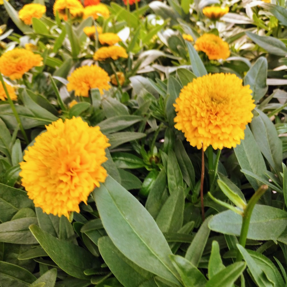 Coreopsis Solanna Golden Sphere