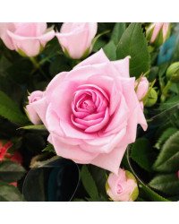 Rosier Kordana Rose