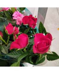 Rosier Kordana Rouge