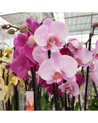 Orchidée Phalaenopsis Rose