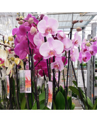Orchidée Phalaenopsis Rose