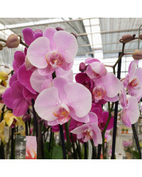 Orchidée Phalaenopsis Rose