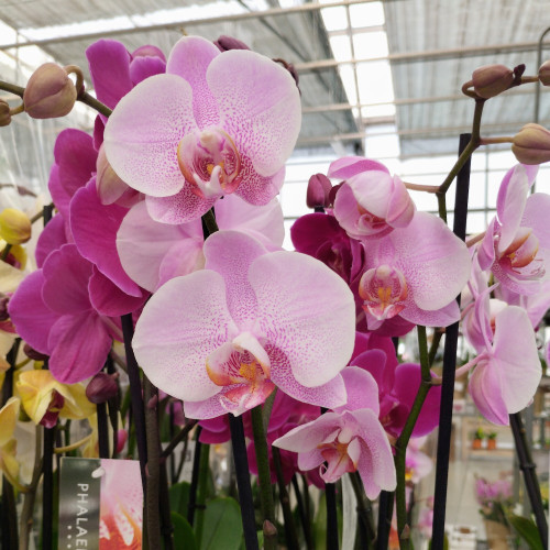 Orchidée Phalaenopsis Rose