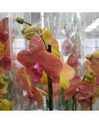 Orchidée Phalaenopsis Las Vegas
