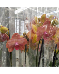 Orchidée Phalaenopsis Las Vegas