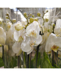 Orchidée Dendrobium Blanc