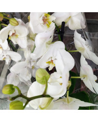 Orchidée Dendrobium Blanc