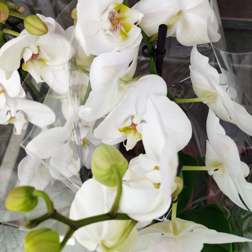 Orchidée Dendrobium Blanc