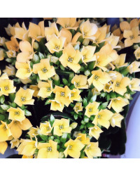 Kalanchoé De Blossfeld Jaune