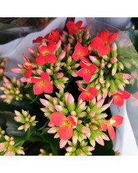Kalanchoé De Blossfeld Rouge
