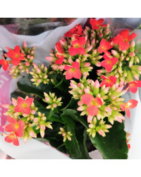 Kalanchoé De Blossfeld Rouge