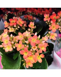 Kalanchoé De Blossfeld Orange