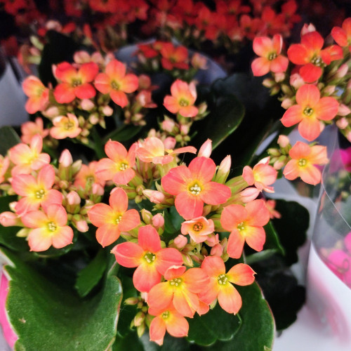 Kalanchoé De Blossfeld Orange