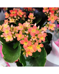 Kalanchoé De Blossfeld Orange
