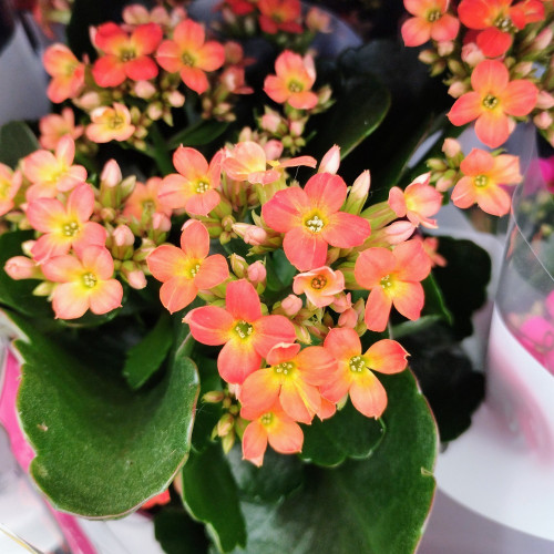 Kalanchoé De Blossfeld Orange