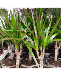 Dragonnier Marginata en pot de 11cm