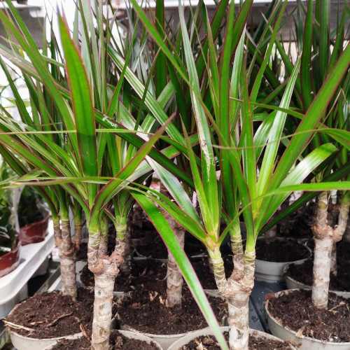 Dragonnier Marginata en pot de 11cm