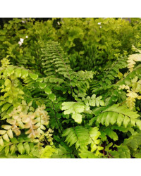 Fougère d'intérieur Adiantum Raddianum