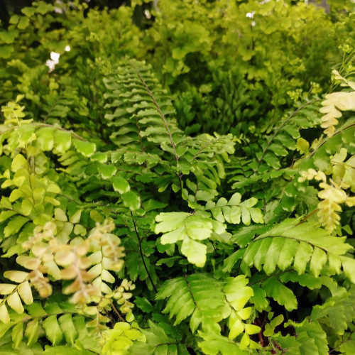 Fougère d'intérieur Adiantum Raddianum