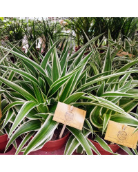 Chlorophytum Plante Araignée Comosum Océan