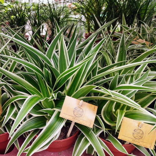 Chlorophytum Plante Araignée Comosum Océan
