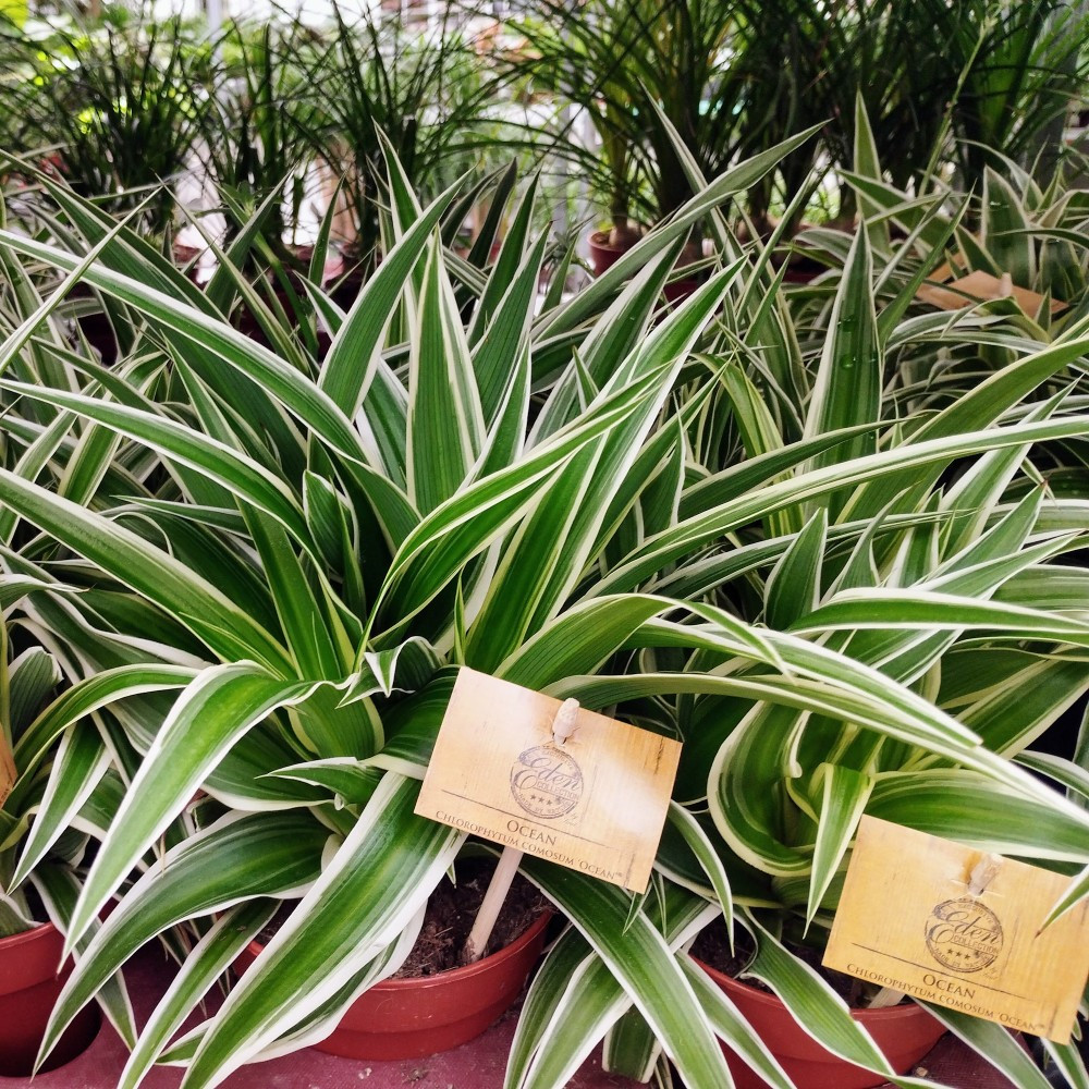 Chlorophytum Plante Araignée Comosum Océan