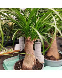 Beaucarnea Pied DÉléphant Stam 30-40cm