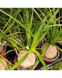Beaucarnea Pied DÉléphant Nolina