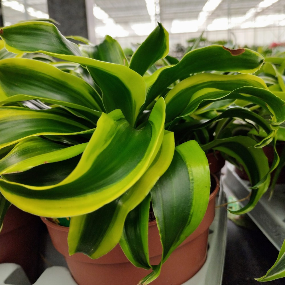efeutute global green Epipremnum 'Global Green' | Plants
