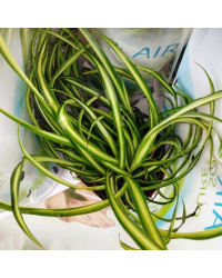 Chlorophytum Plante Araignée Comosum Retombante