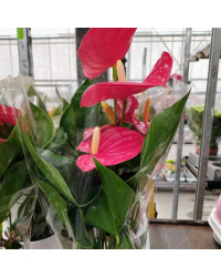 Anthurium Grandiflora Karma Rouge