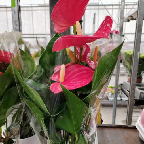 Anthurium Grandiflora Karma Rouge