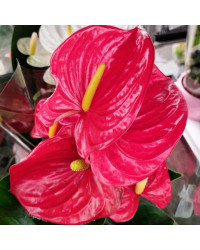Anthurium Grandiflora Karma Rouge