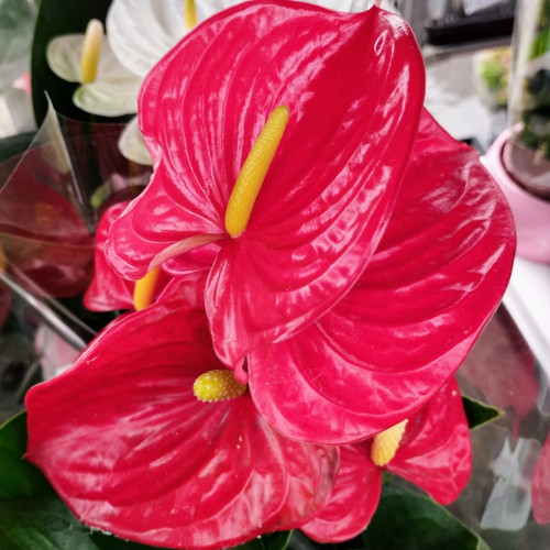 Anthurium Grandiflora Karma Rouge