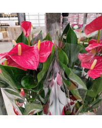 Anthurium Grandiflora Karma Rouge