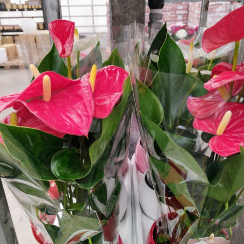 Anthurium Grandiflora Karma Rouge