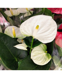 Anthurium Grandiflora Blanc