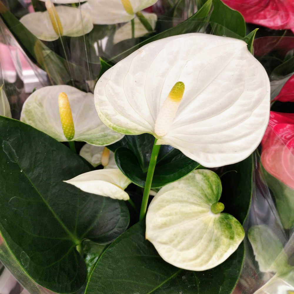 Anthurium Grandiflora Blanc