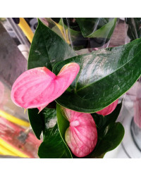 Anthurium Grandiflora Karma Rose Clair