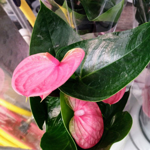 Anthurium Grandiflora Karma Rose Clair