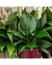 Spathiphyllum Fleur De Lune Blanc avec pot déco