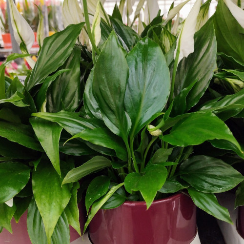 Spathiphyllum Fleur De Lune Blanc avec pot déco