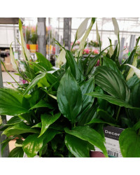 Spathiphyllum Fleur De Lune Blanc avec pot déco