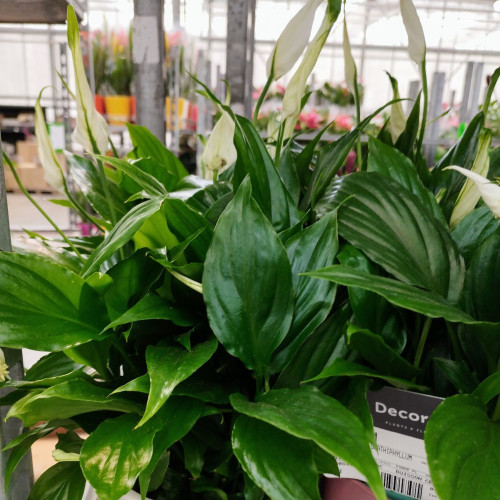 Spathiphyllum Fleur De Lune Blanc avec pot déco