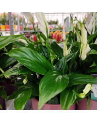 Spathiphyllum Fleur De Lune Blanc avec pot déco