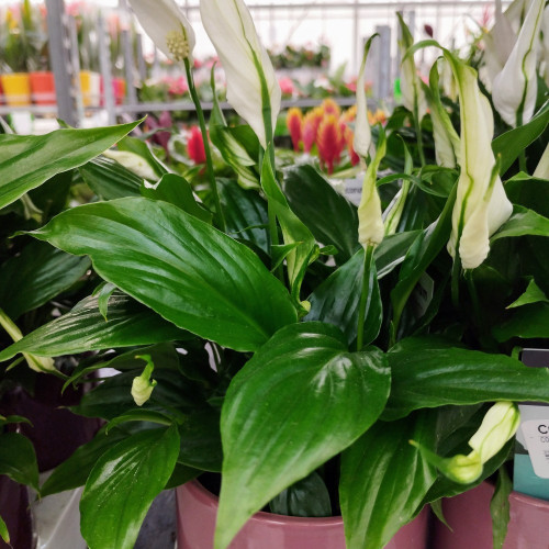 Spathiphyllum Fleur De Lune Blanc avec pot déco